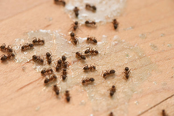 Professional Pest Control in Marfa, TX