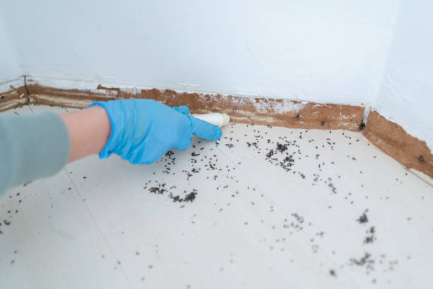 Best Pest Inspection Near Me  in Marfa, TX